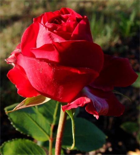 mon rouge fleur pour mes amis