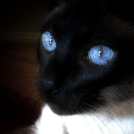 Bleus les yeux du chat